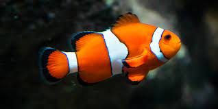 Ikan